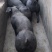 黑金刚公猪母猪国寿黑公猪母猪母猪公猪种猪黑公猪