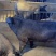 黑金刚公猪母猪国寿黑公猪母猪母猪公猪种猪黑公猪