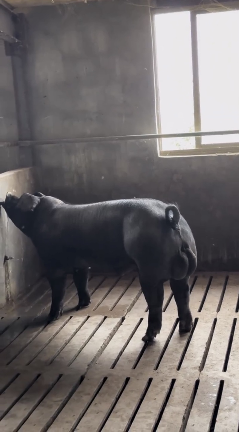 黑金刚公猪母猪国寿黑公猪母猪母猪公猪种猪黑公猪