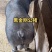 黑金刚公猪母猪国寿黑公猪母猪母猪公猪种猪黑公猪
