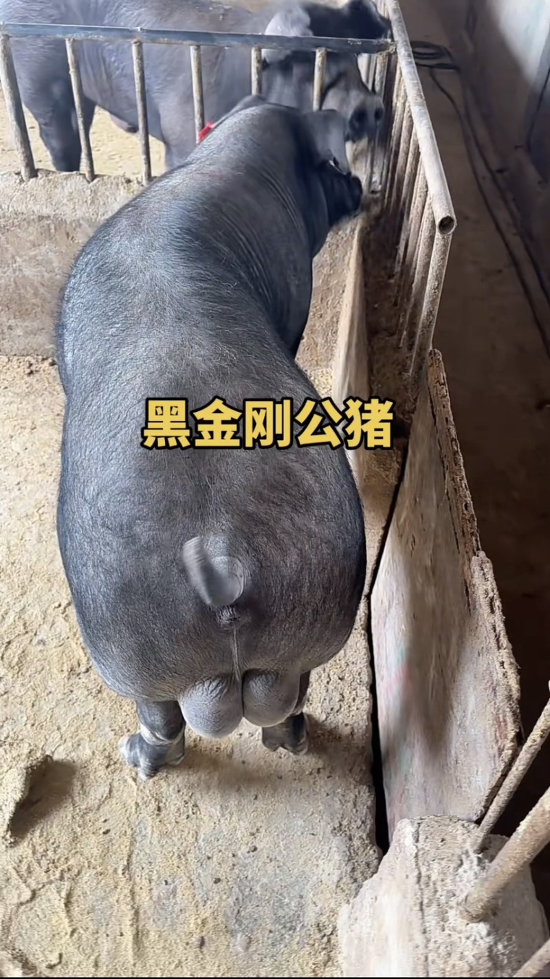 黑金刚公猪母猪国寿黑公猪母猪母猪公猪种猪黑公猪