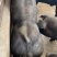 黑金刚公猪母猪国寿黑公猪母猪母猪公猪种猪黑公猪