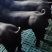 黑金刚公猪母猪国寿黑公猪母猪母猪公猪种猪黑公猪