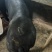黑金刚公猪母猪国寿黑公猪母猪母猪公猪种猪黑公猪