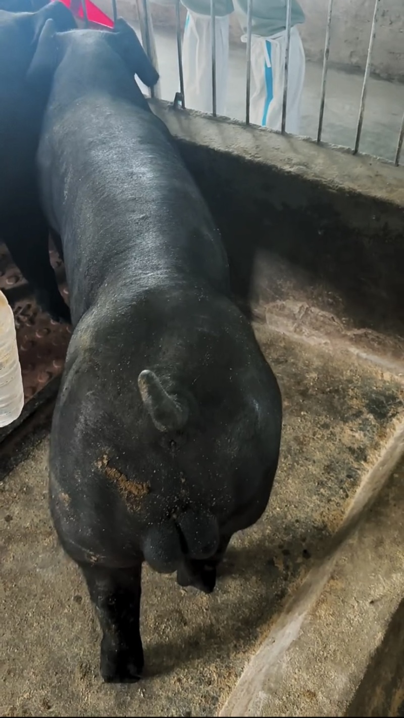 黑金刚公猪母猪国寿黑公猪母猪母猪公猪种猪黑公猪