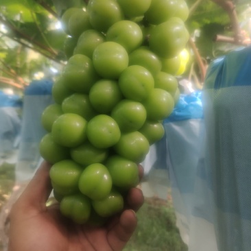 阳光玫瑰
