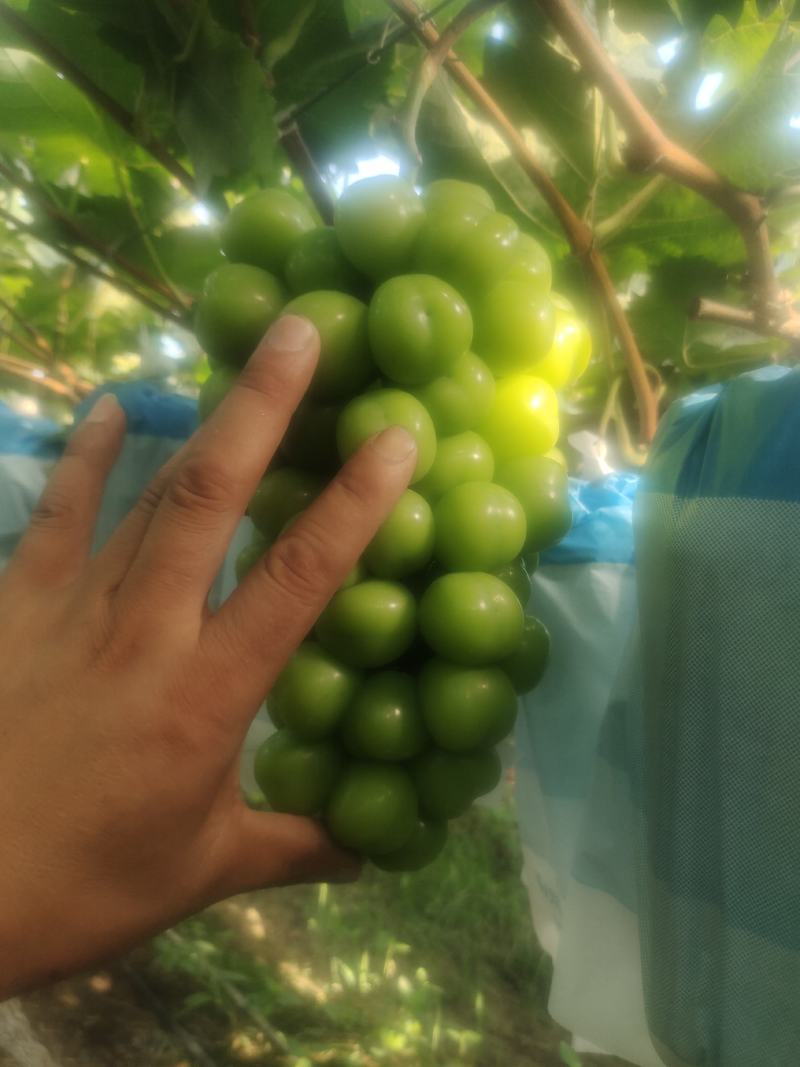 阳光玫瑰
