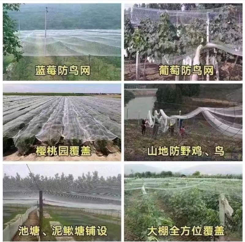 果树防护网防鸟网樱桃园防鸟网，可定制