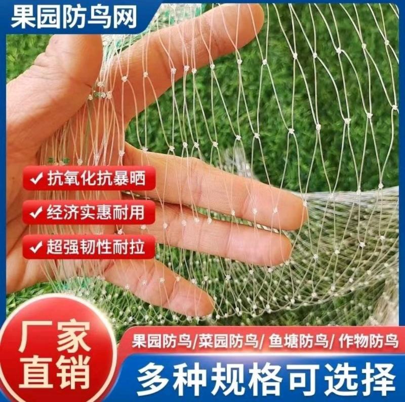 果树防护网防鸟网樱桃园防鸟网，可定制