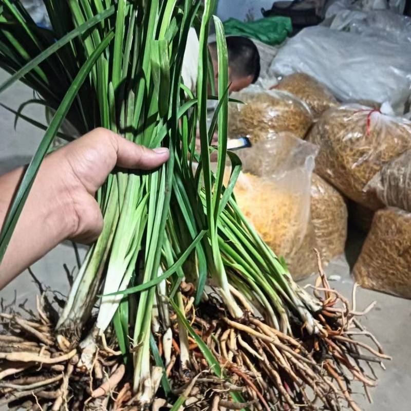 高产黄花菜种苗湖南祁东产地货源充足欢迎前来订购