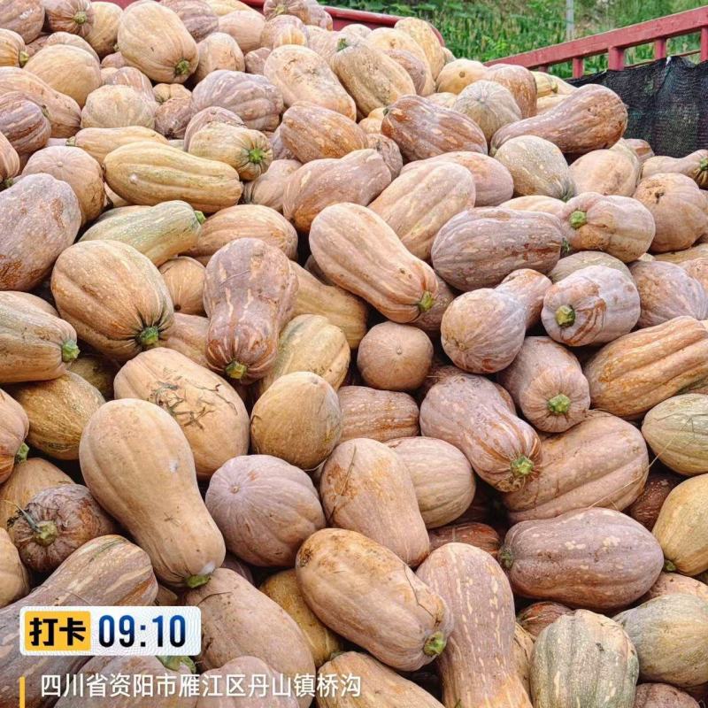 花生南瓜产地直销保质保量价格优惠欢迎各大老板前来采购