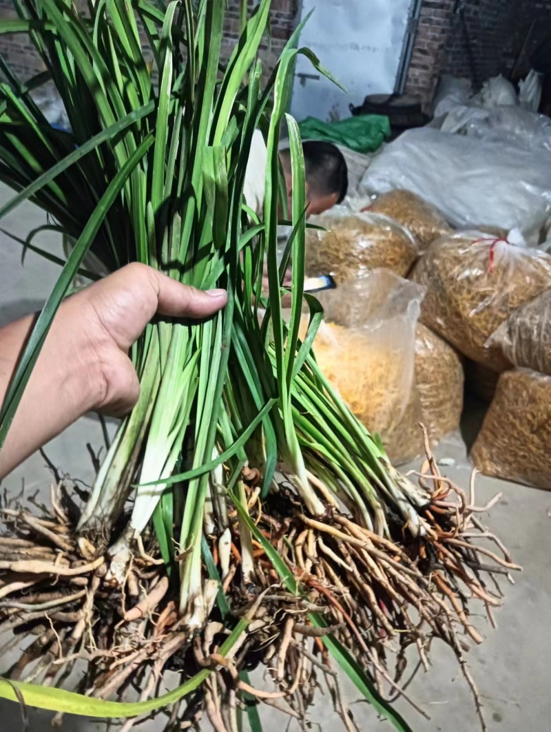 高产黄花菜种苗湖南祁东产地货源充足欢迎前来订购