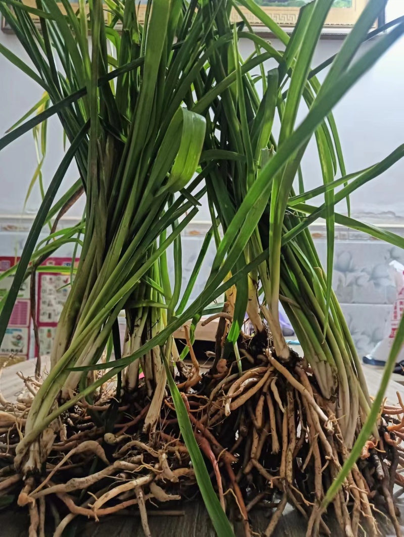 高产黄花菜种苗湖南祁东产地货源充足欢迎前来订购