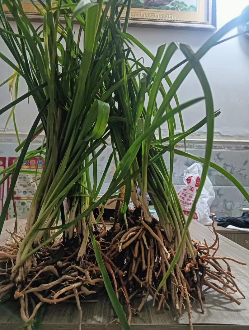 高产黄花菜种苗湖南祁东产地货源充足欢迎前来订购