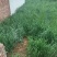 高产黄花菜种苗湖南祁东产地货源充足欢迎前来订购