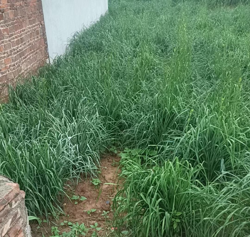 高产黄花菜种苗湖南祁东产地货源充足欢迎前来订购