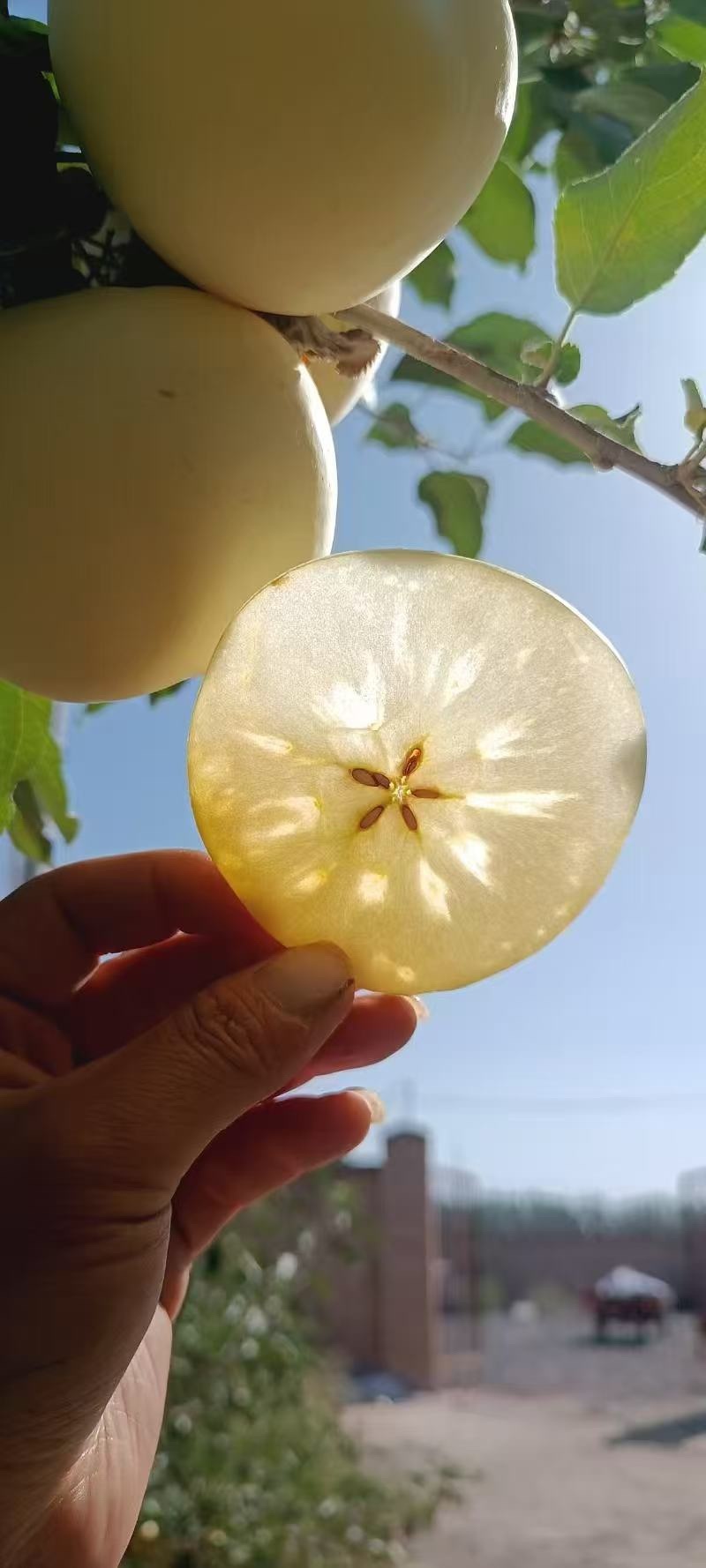 阿克苏冰糖心，红富士苹果，全国发货，欢迎联系