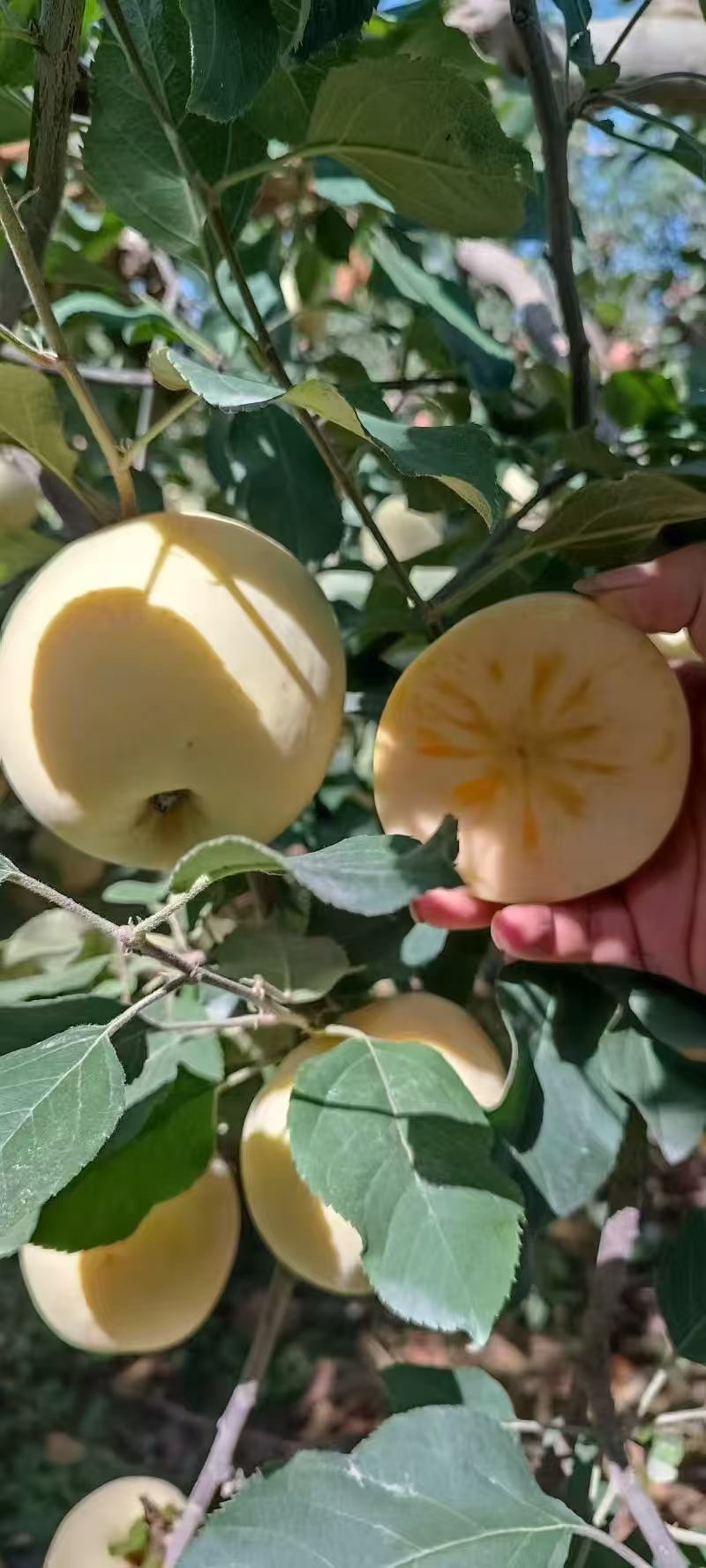 阿克苏冰糖心，红富士苹果，全国发货，欢迎联系