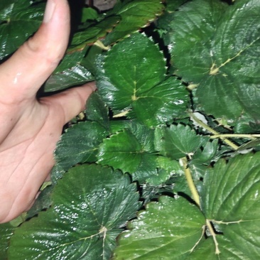 天仙醉草莓苗，无病成活率99.99%
