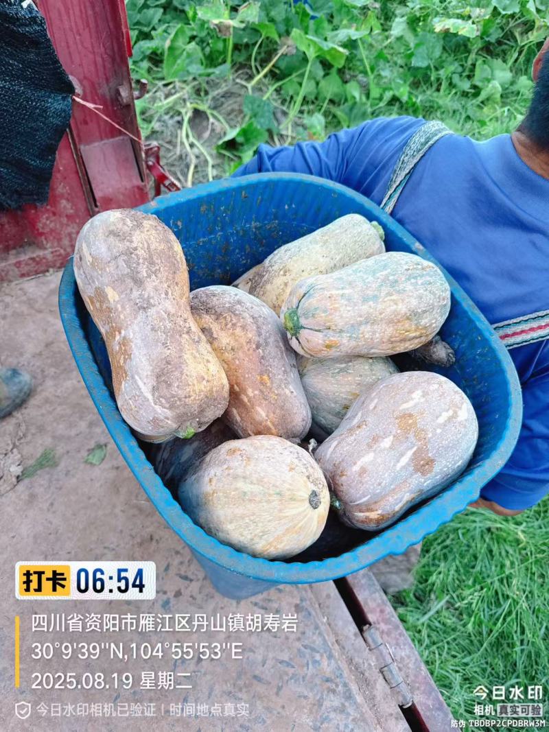 花生南瓜产地直销保质保量价格优惠欢迎各大老板前来采购