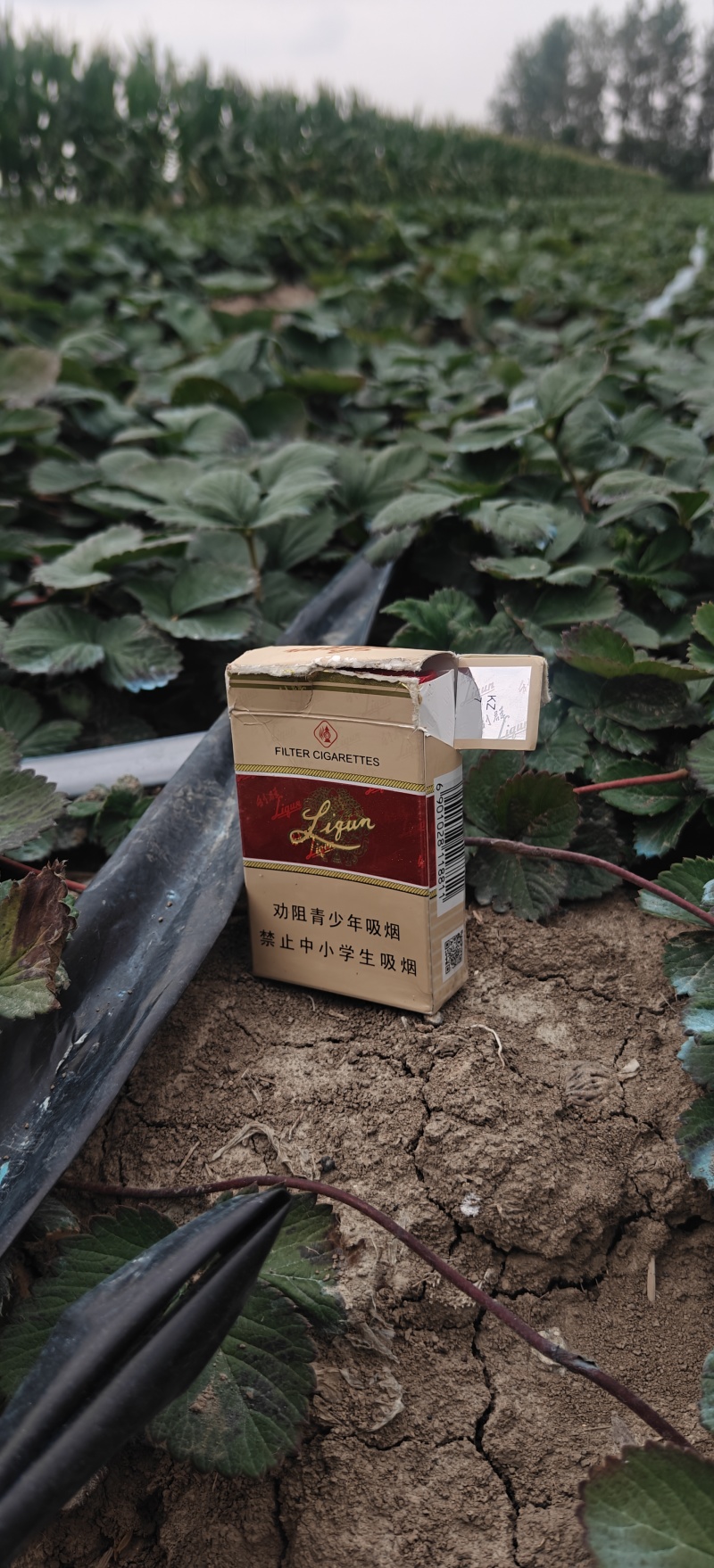 天仙醉草莓苗，无病成活率99.99%