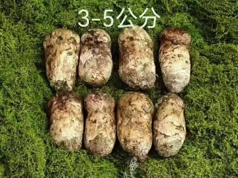 新鲜松茸，厂家直发，大量有货，欢迎各位老板咨询采购
