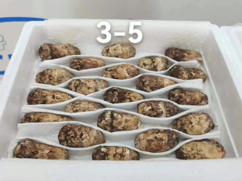 新鲜松茸，厂家直发，大量有货，欢迎各位老板咨询采购