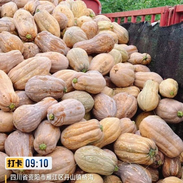 花生南瓜产地直销量大质优价格优惠一手货源欢迎咨询