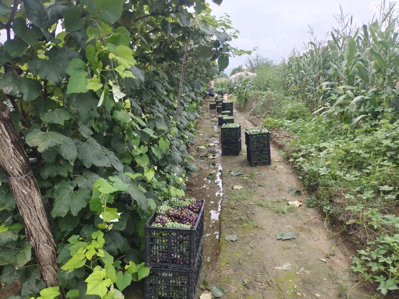 康贝尔葡萄，扒皮欢迎果汁厂直接对接7万斤左右