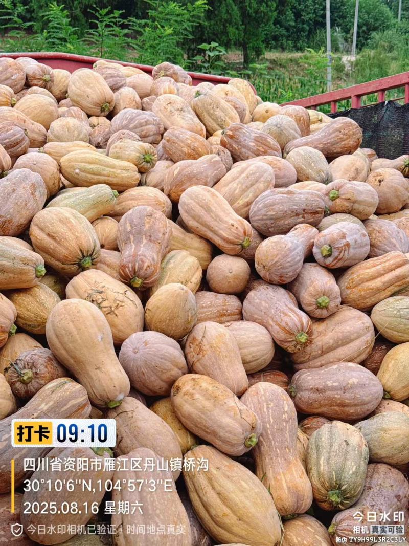 花生南瓜产地直销量大质优价格优惠一手货源欢迎咨询