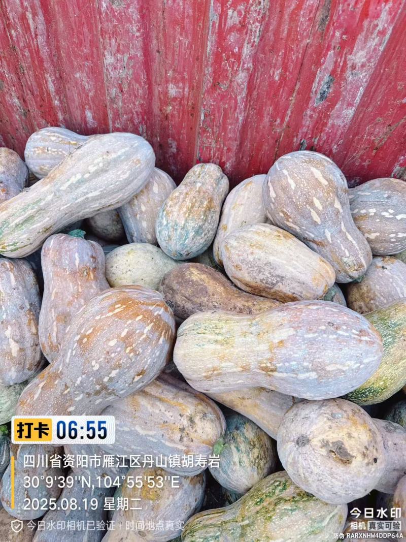 花生南瓜产地直销量大质优价格优惠一手货源欢迎咨询