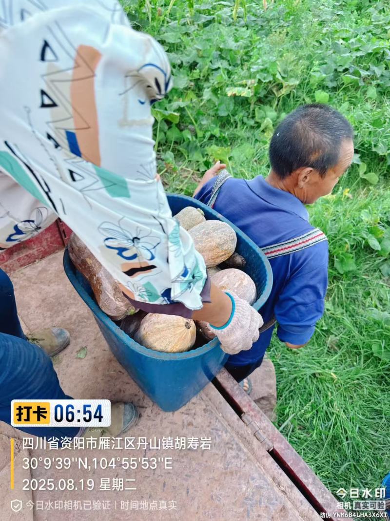 花生南瓜产地直销量大质优价格优惠一手货源欢迎咨询