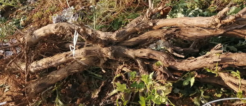大量葡萄树！各种树龄都有！需要的老板联系！！