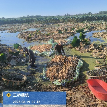 新塘粉藕