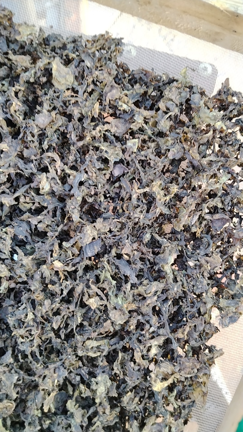地皮菜专业地皮菜，提供国内任何地方，任何质量的优质地皮菜
