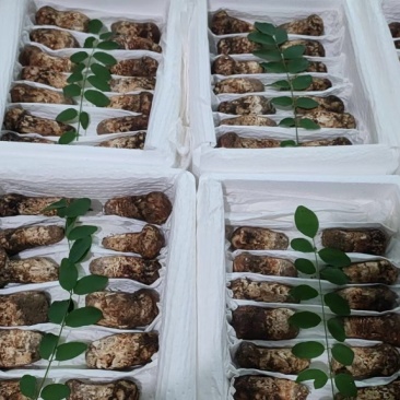 新鲜松茸5-7厘米，现货现发，可一件代发，欢迎咨询采购