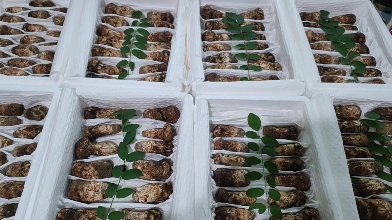 新鲜松茸5-7厘米，现货现发，可一件代发，欢迎咨询采购