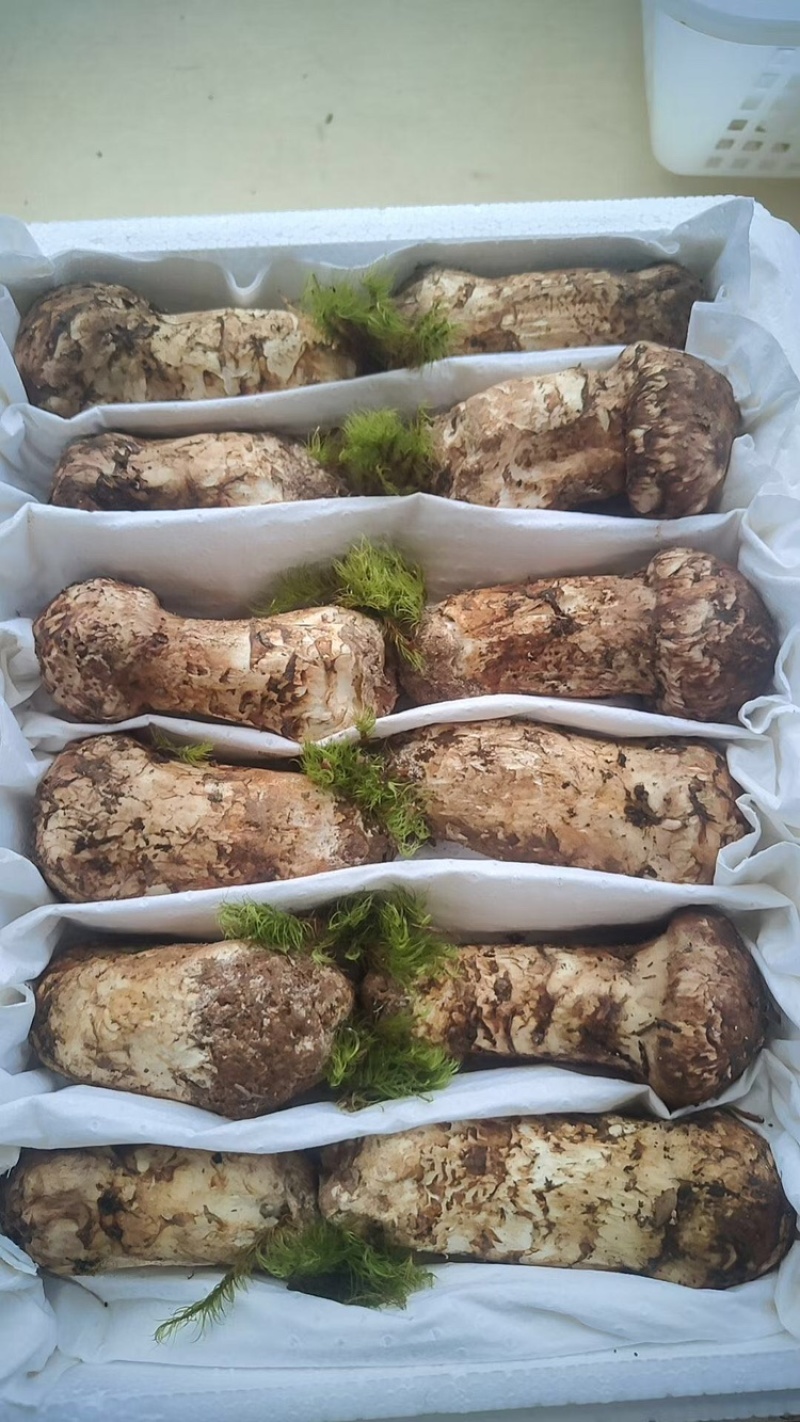 新鲜松茸5-7厘米，现货现发，可一件代发，欢迎咨询采购