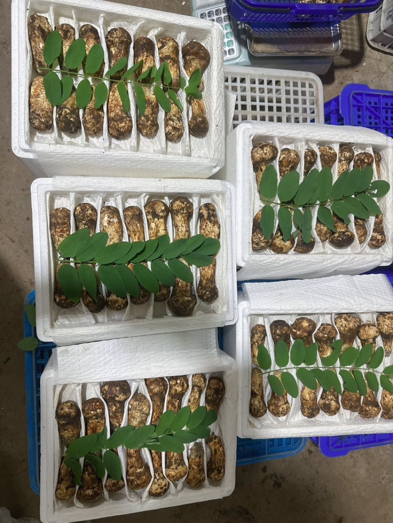 新鲜松茸5-7厘米，现货现发，可一件代发，欢迎咨询采购