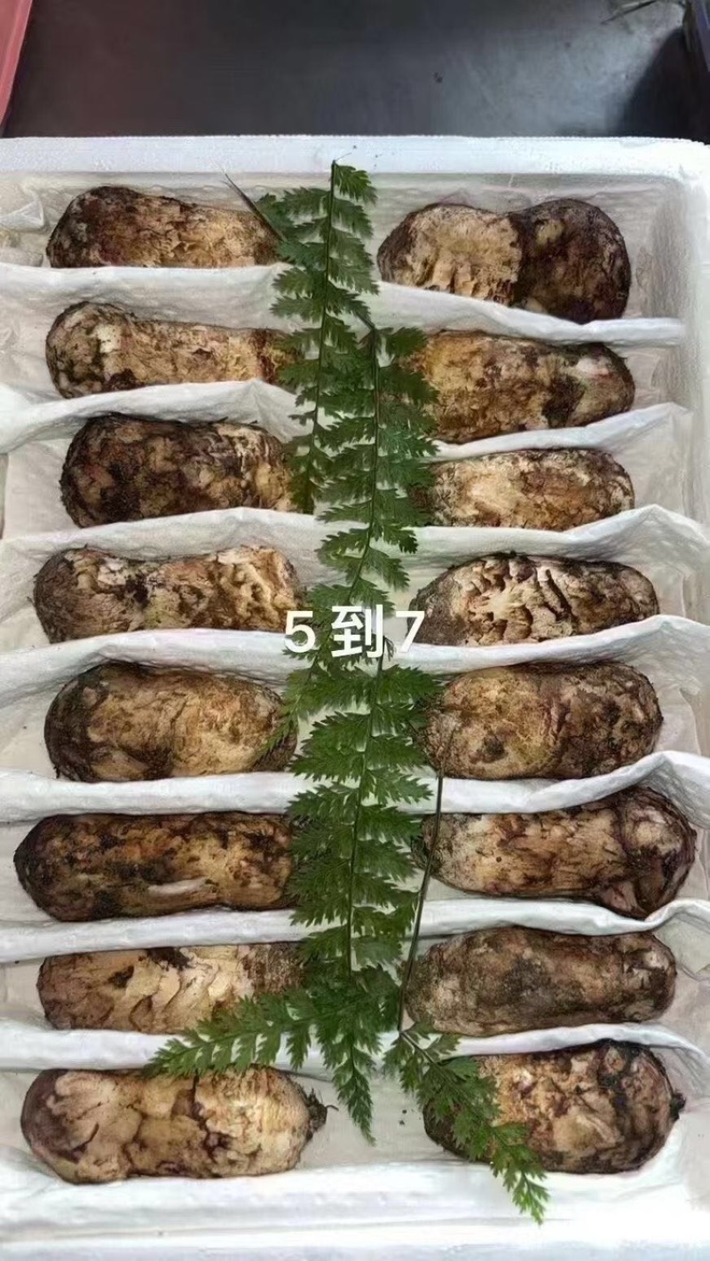 新鲜松茸5-7厘米，现货现发，可一件代发，欢迎咨询采购