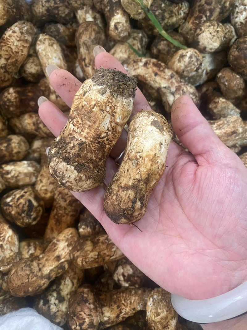 新鲜松茸5-7厘米，现货现发，可一件代发，欢迎咨询采购