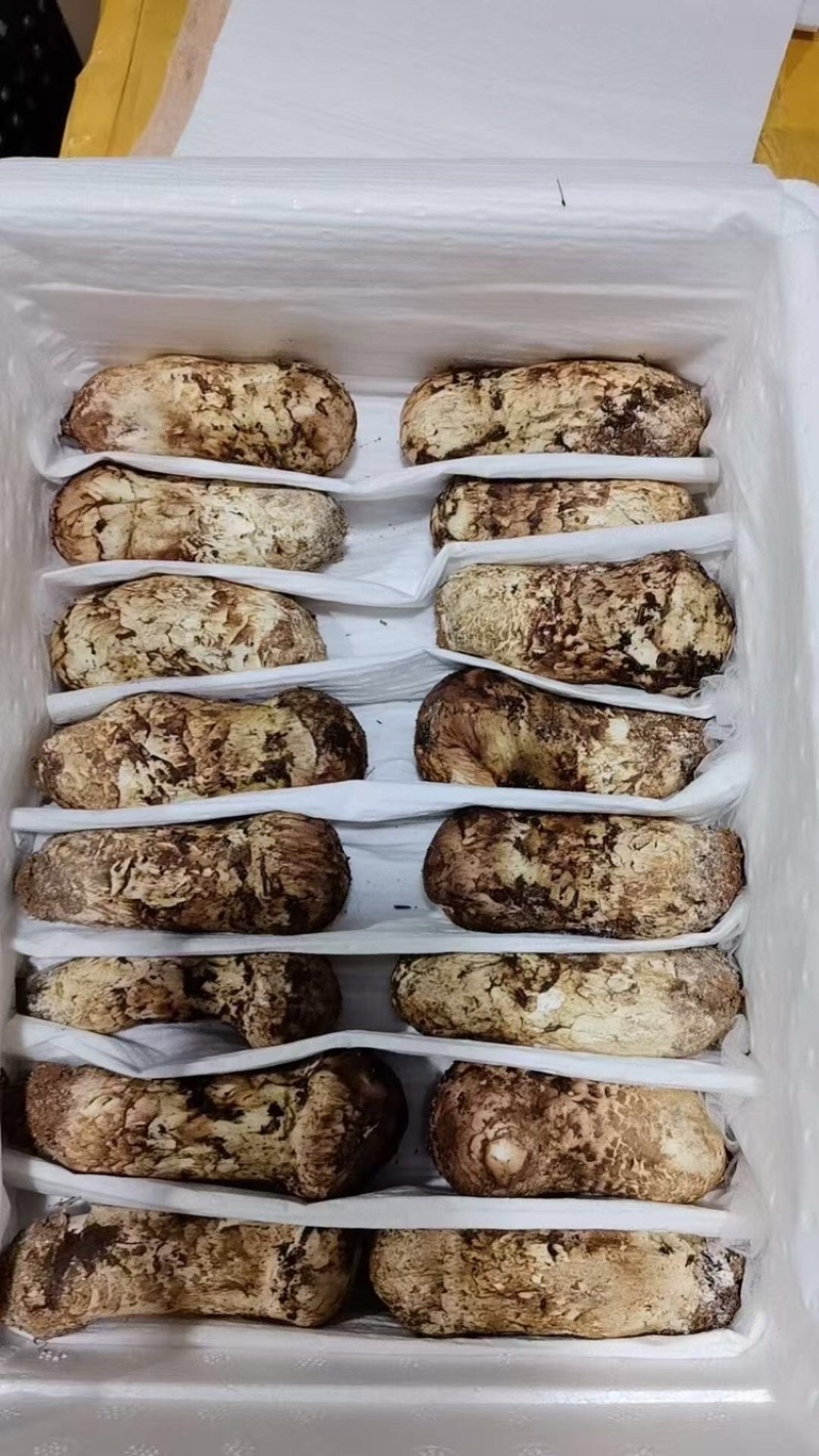 新鲜松茸5-7厘米，现货现发，可一件代发，欢迎咨询采购