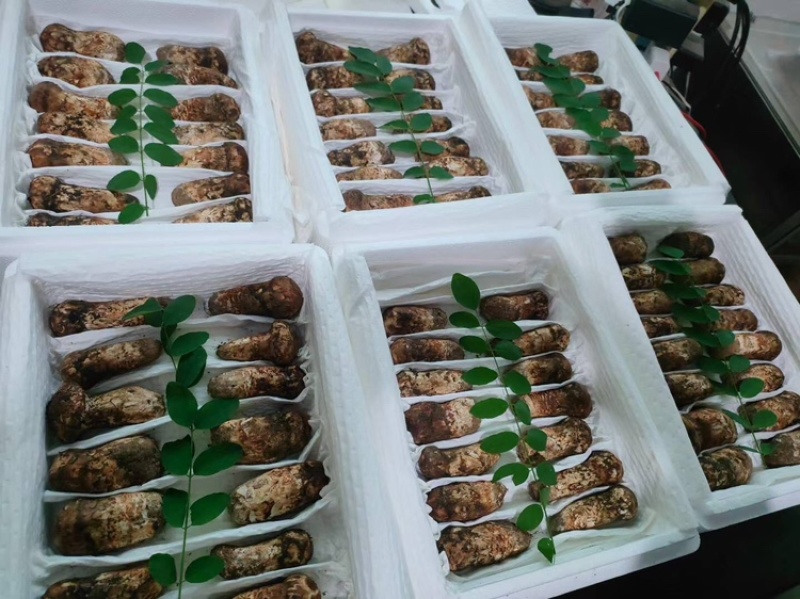 新鲜松茸5-7厘米，现货现发，可一件代发，欢迎咨询采购