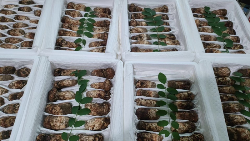 新鲜松茸5-7厘米，现货现发，可一件代发，欢迎咨询采购