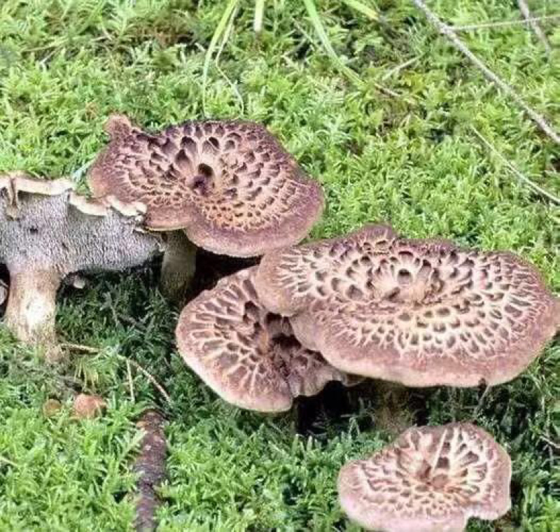 野生黑虎掌，产地直发，现采现发，大量有货，可视频看货