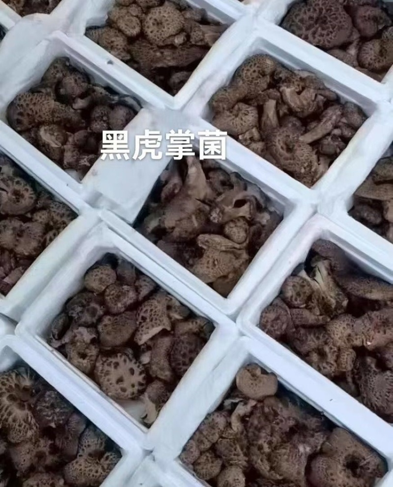 野生黑虎掌，产地直发，现采现发，大量有货，可视频看货