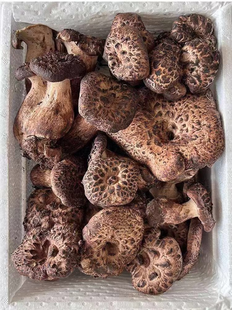 野生黑虎掌，产地直发，现采现发，大量有货，可视频看货