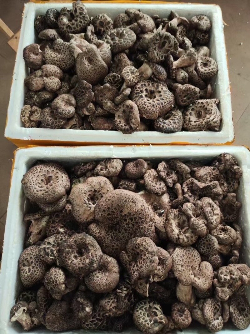 野生黑虎掌，产地直发，现采现发，大量有货，可视频看货