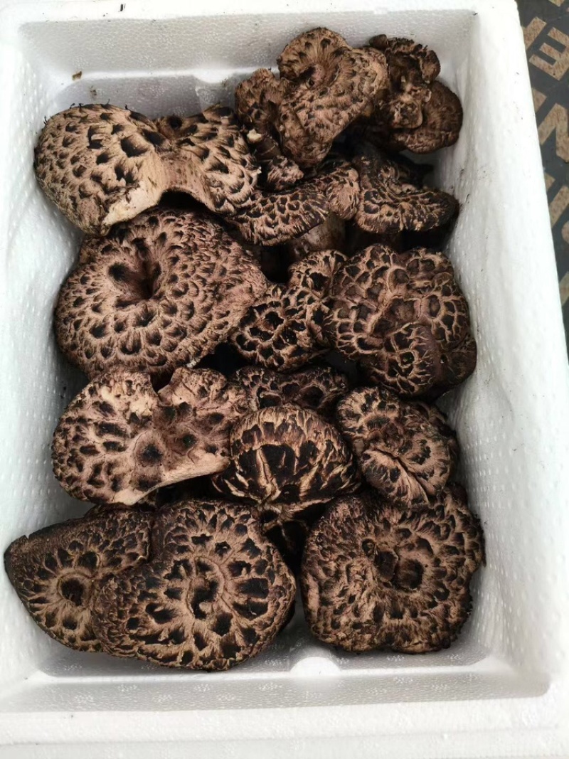 野生黑虎掌，产地直发，现采现发，大量有货，可视频看货