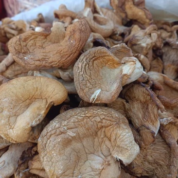 东北精品榛蘑净菜大片剪根品质保证全国发货